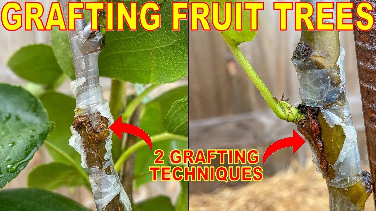 Turn One Fruit Tree Into 3 FRUIT TREES With 2 Easy Grafting Techniques