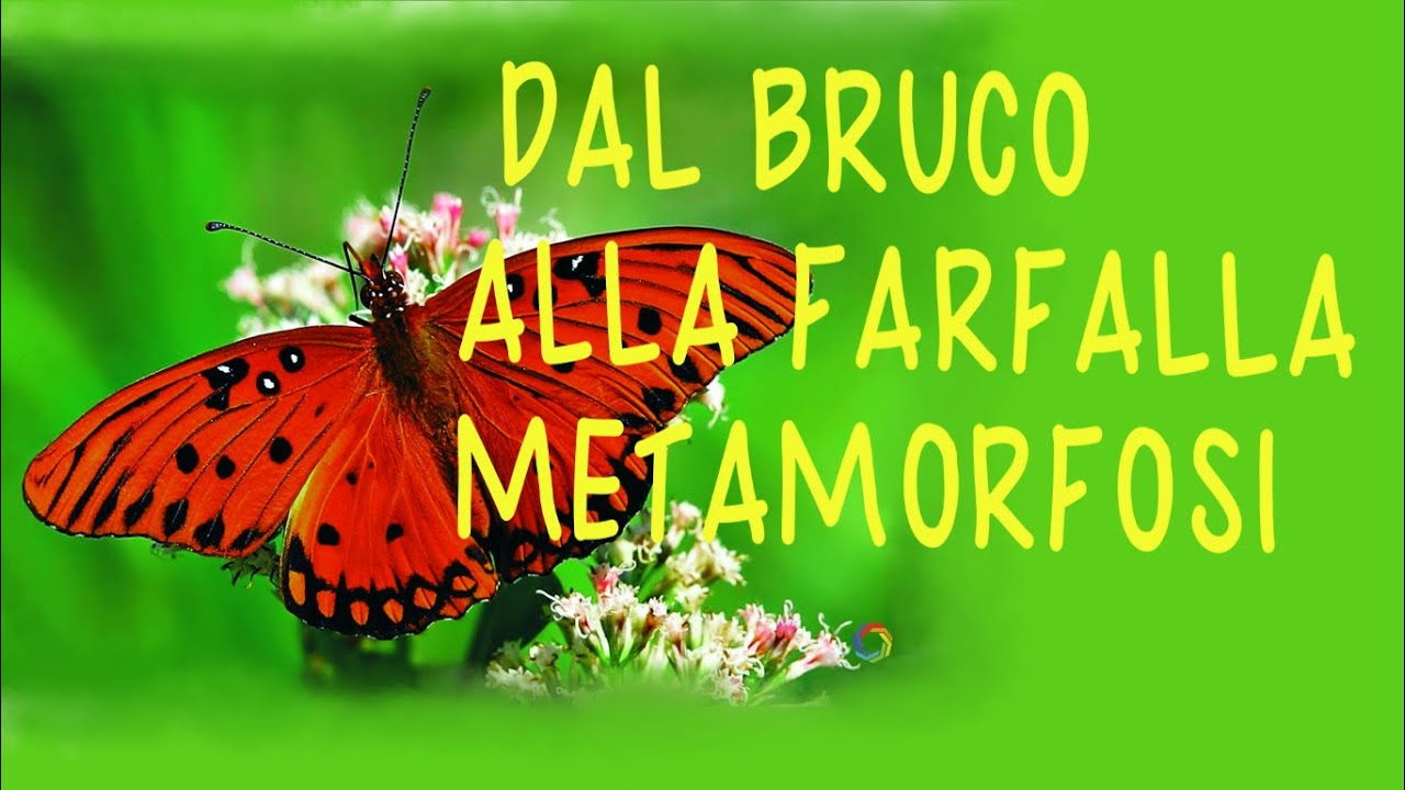 BRUCO E FARFALLA-METAMORFOSI-speciale primavera-