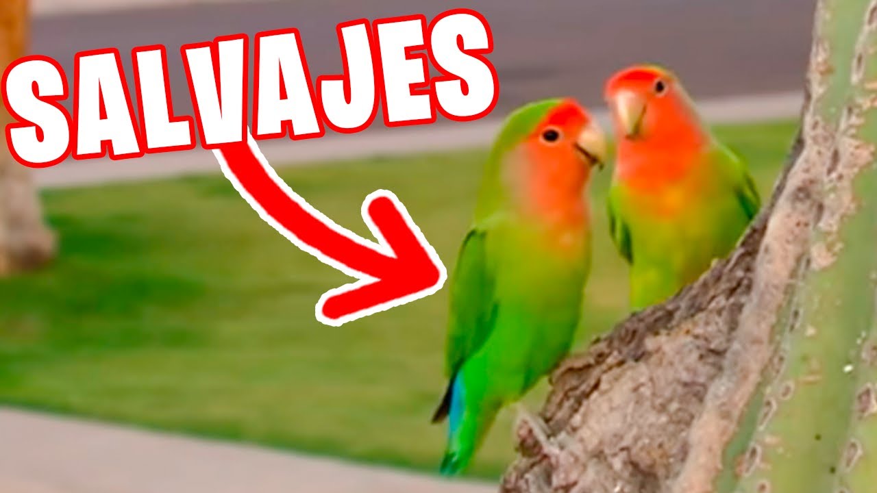 AGAPORNIS SALVAJES