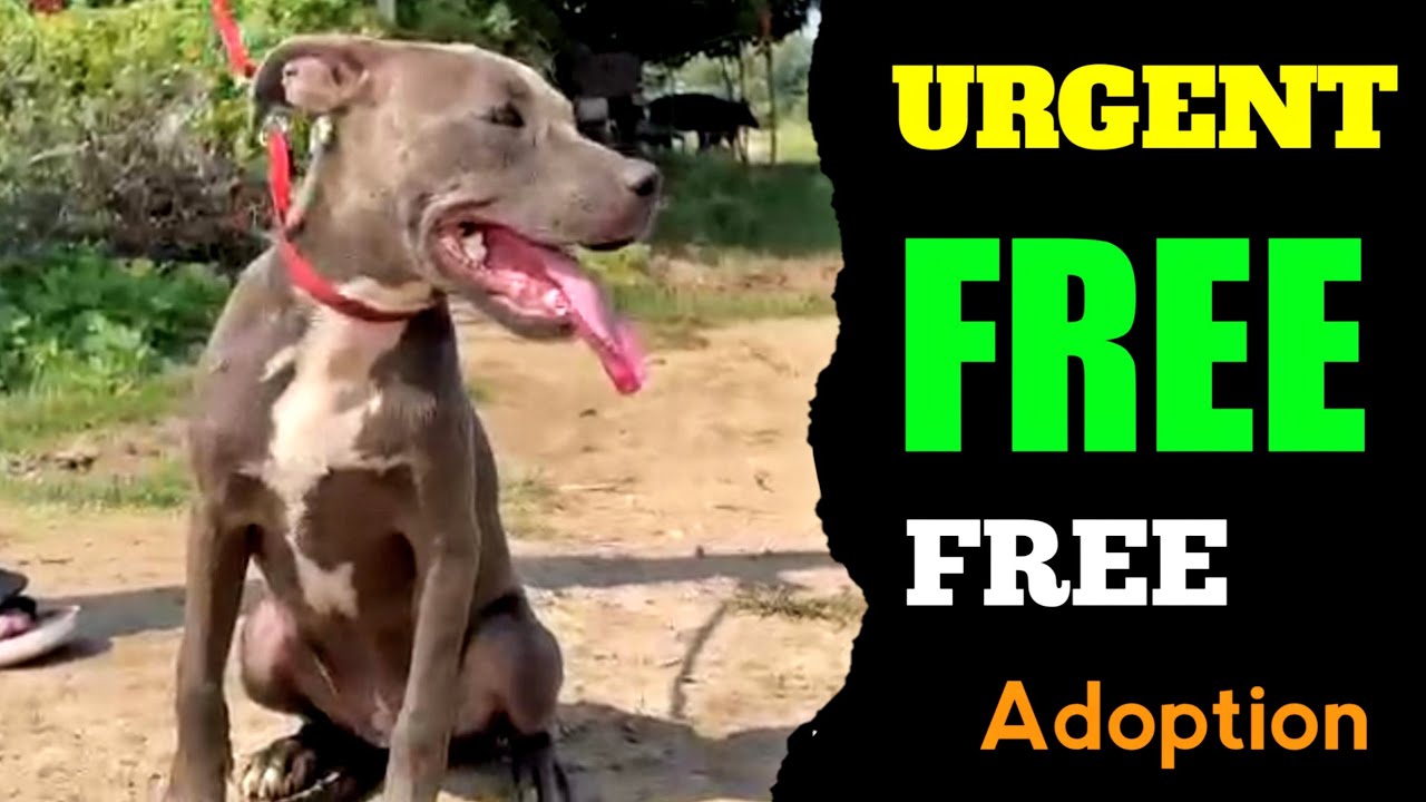 FREE ADOPTION DOG VERY URGENT