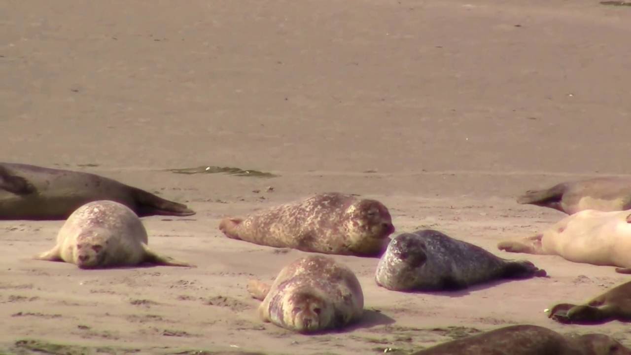 Zeehonden Safari vanuit Zierikzee met de Frisia