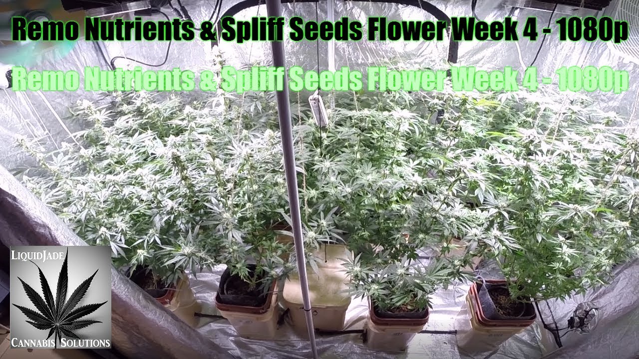 Remo Nutrients & Spliff Seeds Flower Week 4   1080p