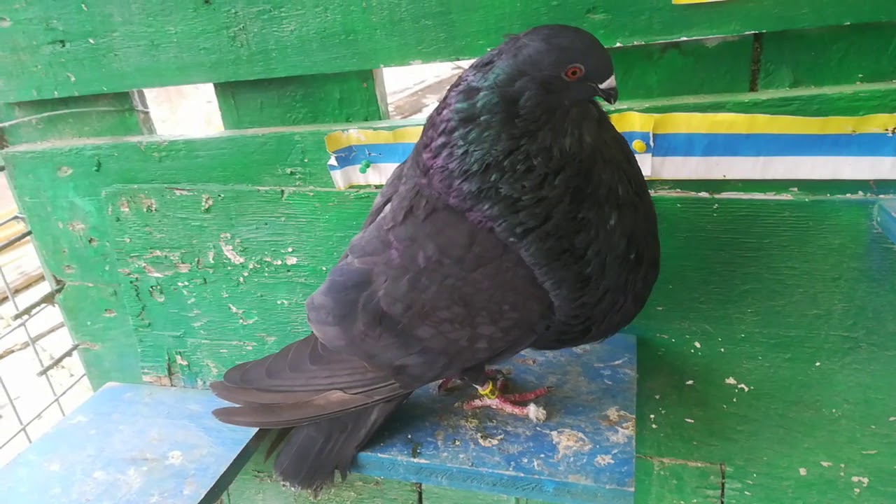 Palomos gaditano varios machos