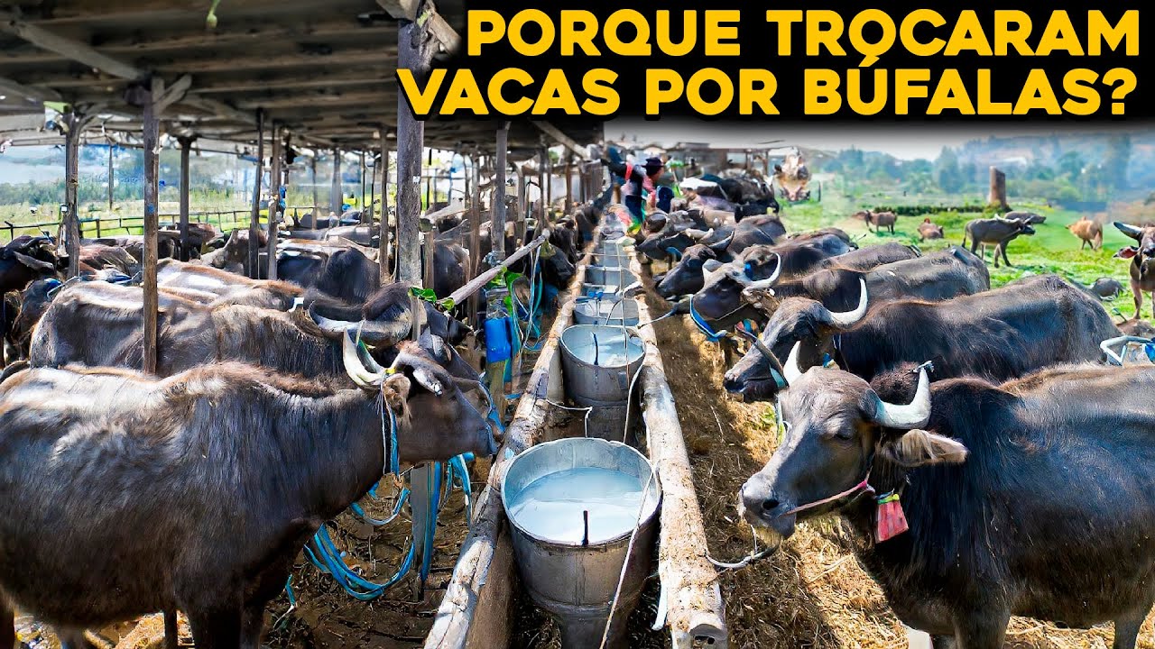 A MAIOR FAZENDA DE LEITE DE BÚFALA DO BRASIL - INCRÍVEL!