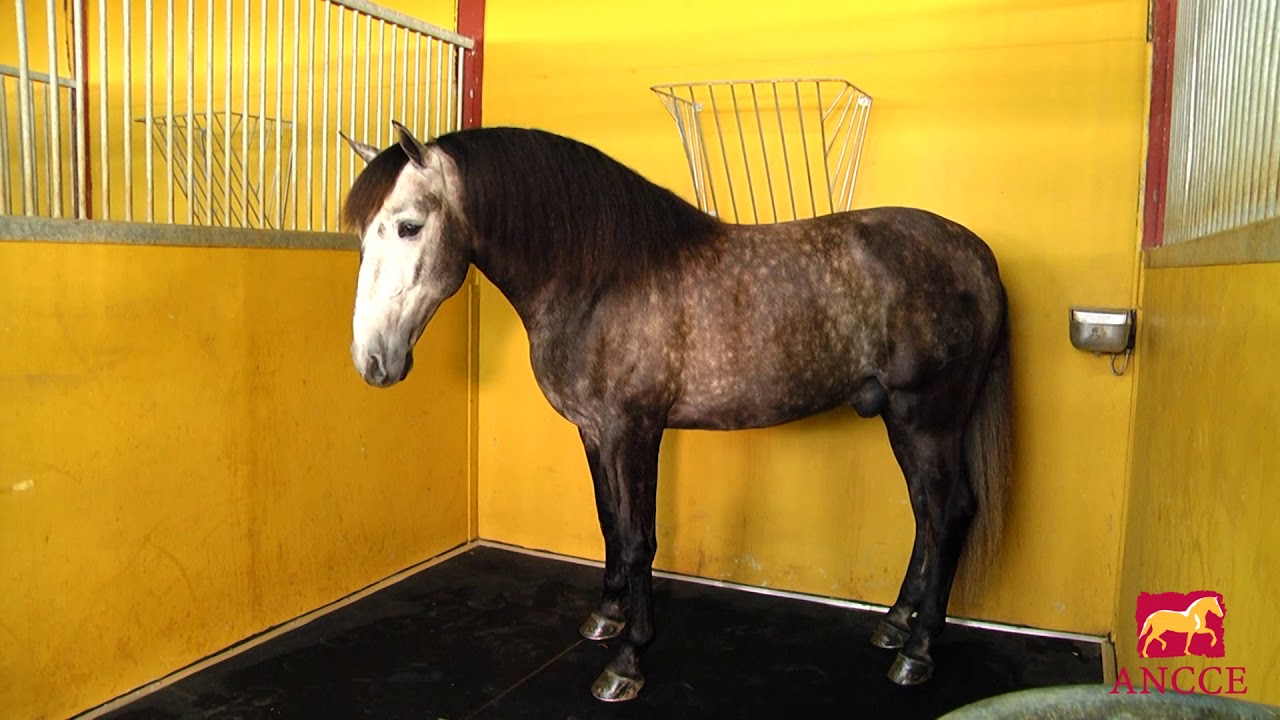 Suelo Pegase para Boxes de Caballos