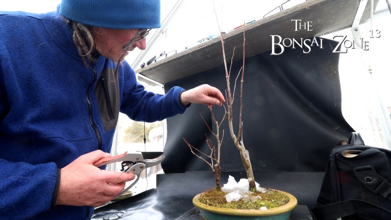 Обновления по саду и обрезка тополей, The Bonsai Zone, февраль 2026 г.