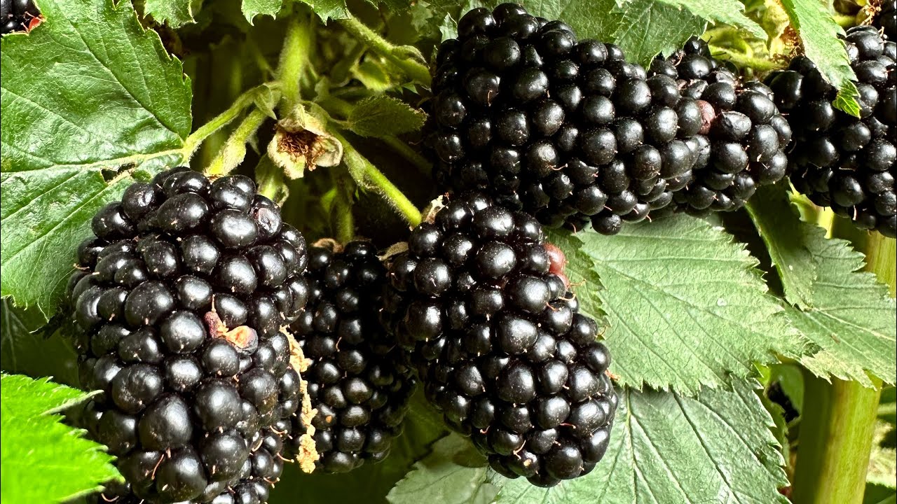 Pruning Thornless Blackberry - Ponca & Prime Ark Freedom