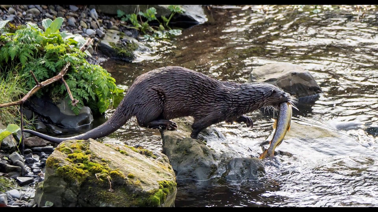 Dodder Photography Competition 2020