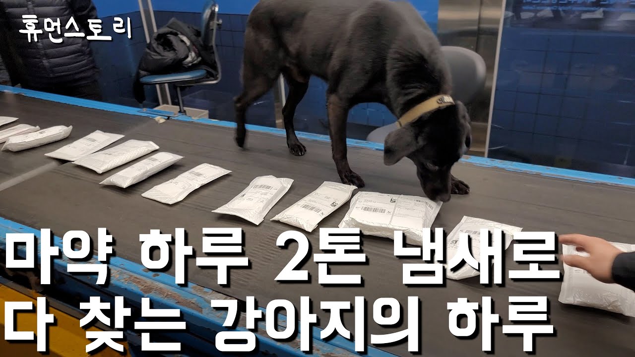 하루에 마약 2톤 찾아내는 26년 차 대한민국 공무원의 하루 (ft. 탐지견 딜론)