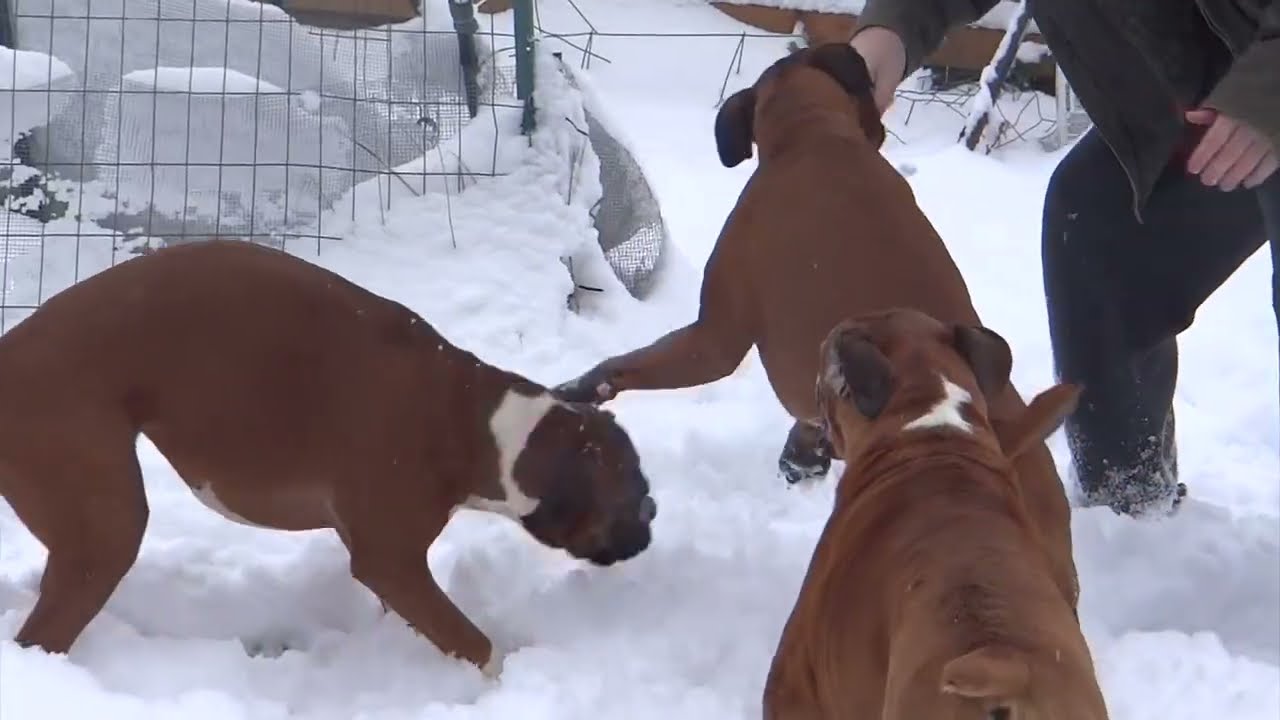 Boxer dogs snow day fun Gertrude Elsie Bowling and Cierra all get in on the action on snow day