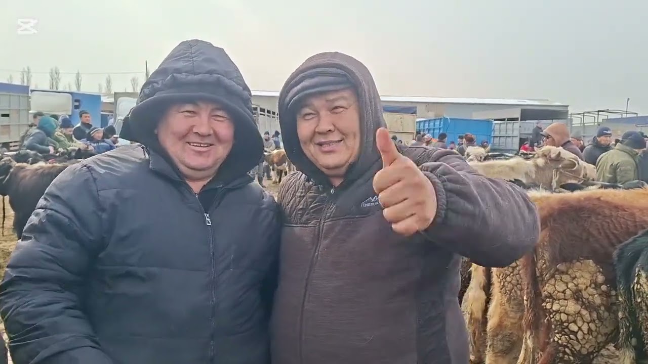 19.01.2026.Сарыағаш мал базары.Сиырлар,сиырлар бузаумен,қашарлар,таналар,буқалар,бузаулар.🐄🐮🐂🐄🐮🐂🐄🐮🐂🐄