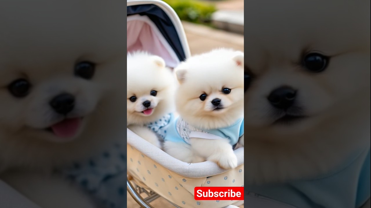 Cute teacup toy puppy 😍 #cute #baby #toys #cutebaby #barkingbliss #babyanimals #dog #pets #babydogs