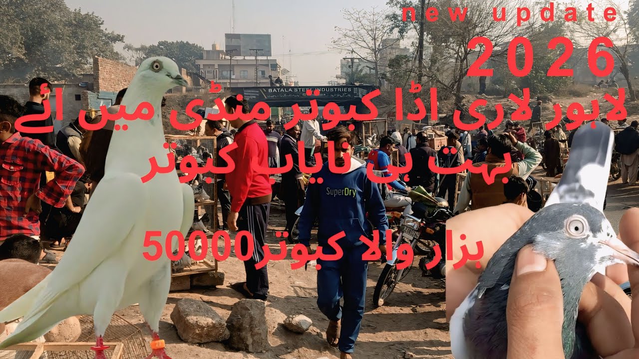 لاری اڈا کبوتر منڈی میں بہت ہی نایاب کبوتر new update 2026