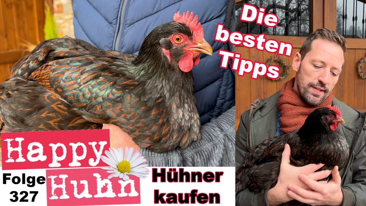 Hühner kaufen - Die besten Tipps - Züchter finden + Gesunde Hühner erkennen HAPPY HUHN E 327 #hühner