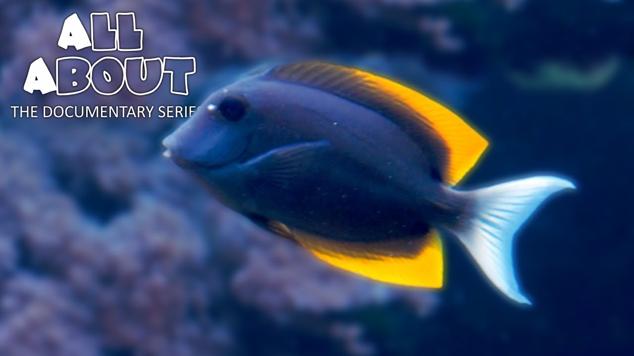 Tomini Tang | All About Documentary Series