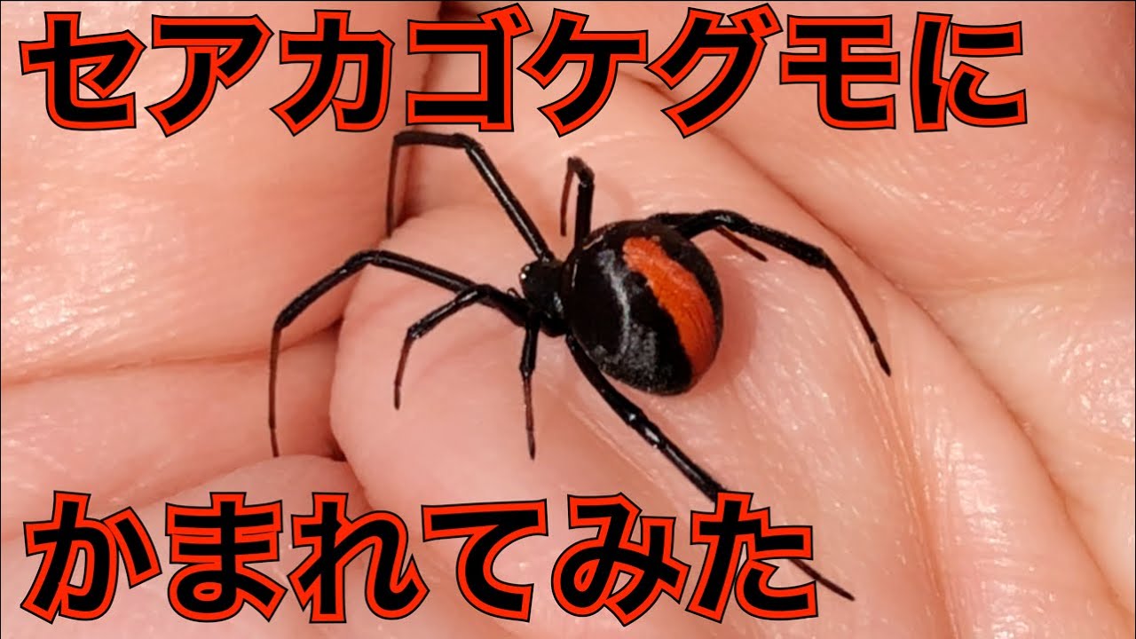 セアカゴケグモに咬まれてみた&食べてみた（毒グモ・外来生物）