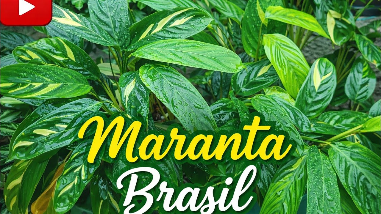 JARDIM LINDO COM A CHUVA ☘️fiz muda da Maranta BRASIL.