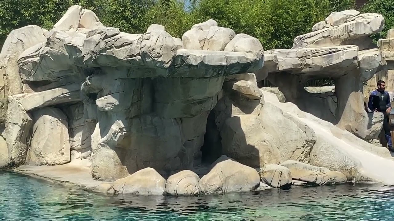 Spectacle des Otaries Beauval 2021