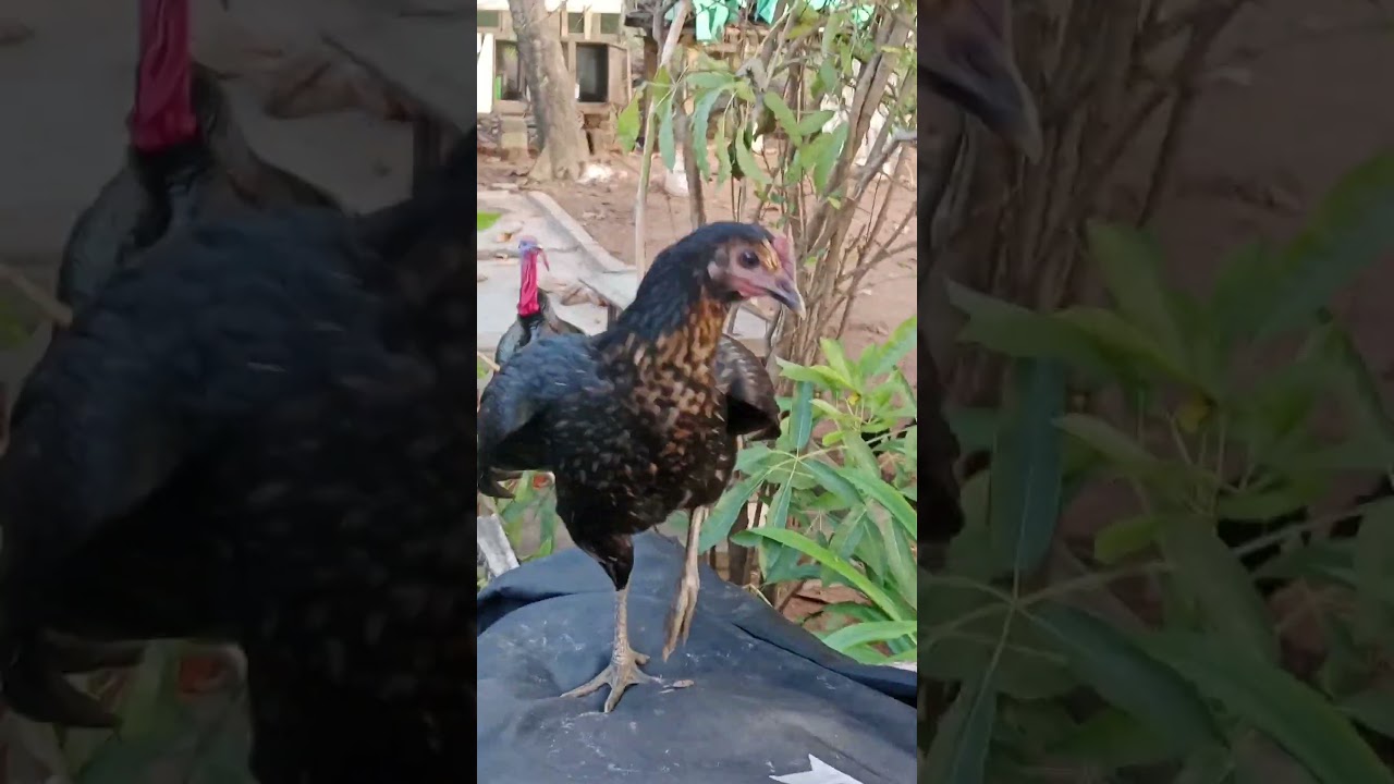 🐓Nattukozhi Valarppu🐔🦃#homefarm #nattukozhi #nattukolivalarpu #farming #chickenfarming