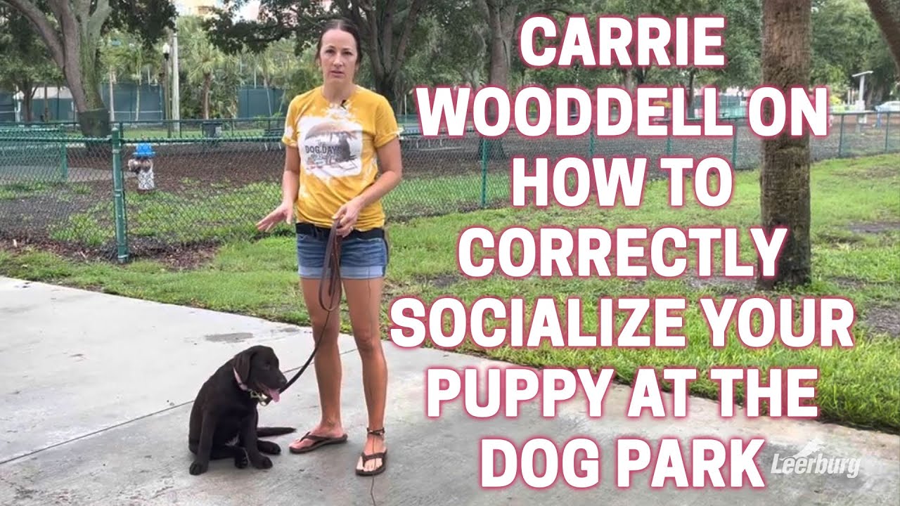 Carrie Wooddell on How to Correctly Socialize Your Puppy at The Dog Park