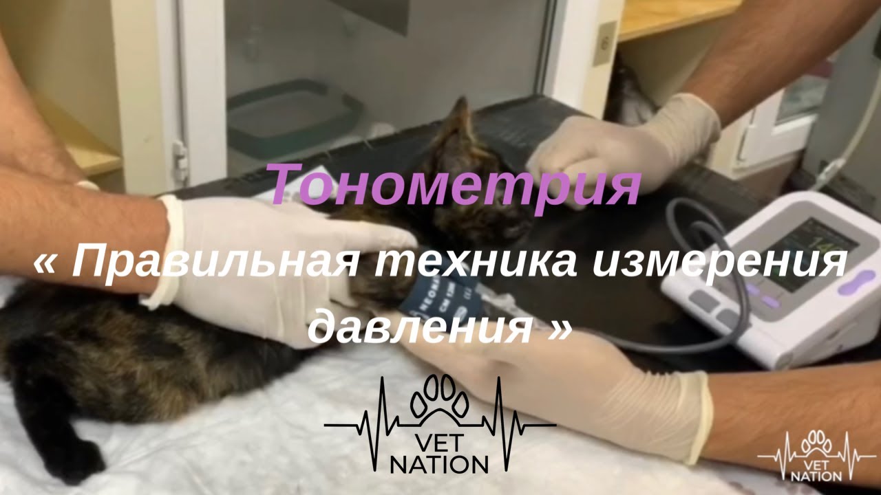 Episode 10 « Правильная техника измерения давления »