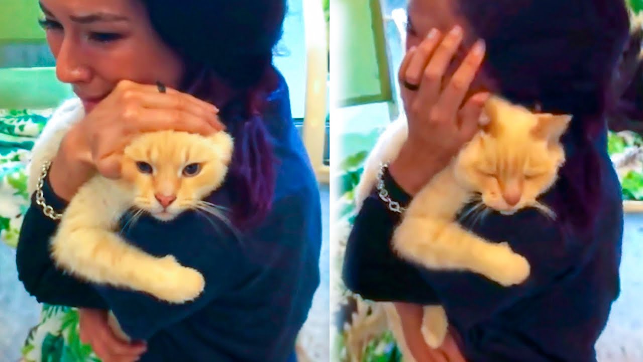 Moment When a Woman Accidentally Encounters Her Missing Cat At a Shelter