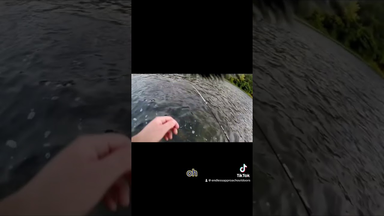 Rare Juanita Trout #fish #fishing #outdoors #fishinglife #nature #catchandrelease #fishingpa #fishpa