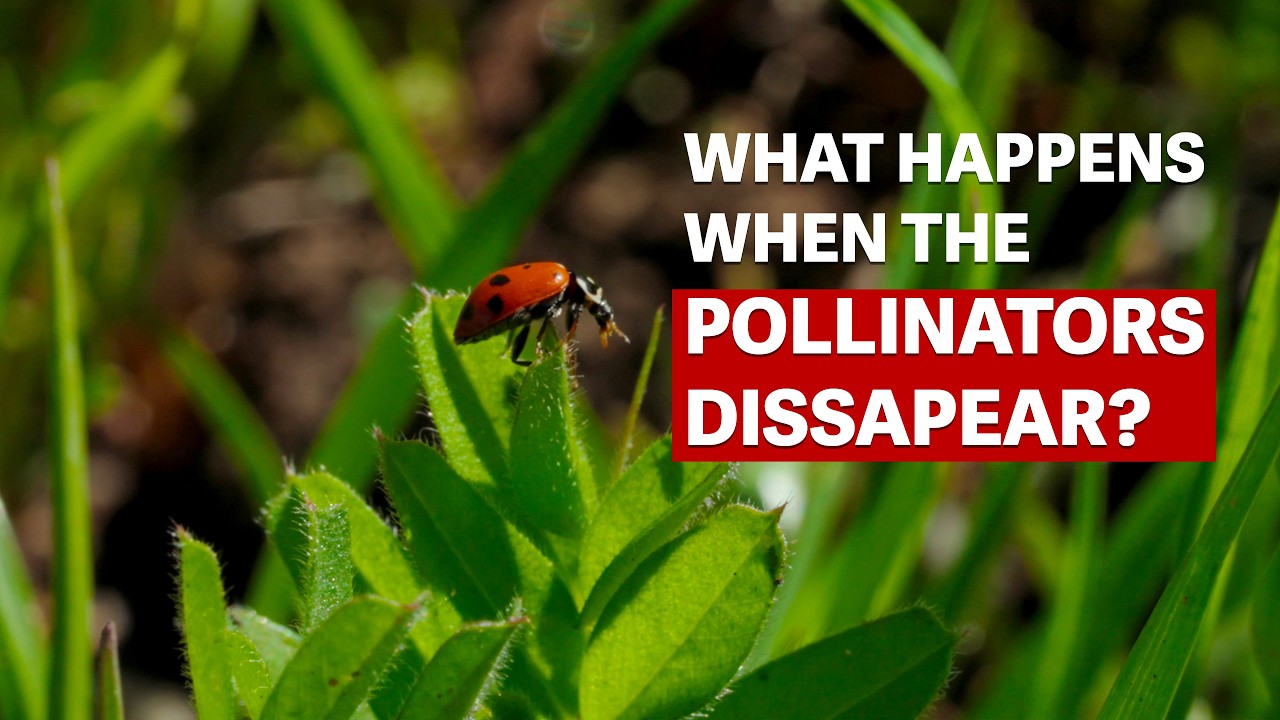 Episode 3: Pollinators - How Farms Thrive with Nature’s Allies