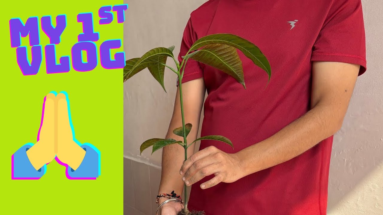 Day-1 | My 1st vlog | (planting Mango Tree) 🌳 || #firstvlog  #mango #tree #supportme