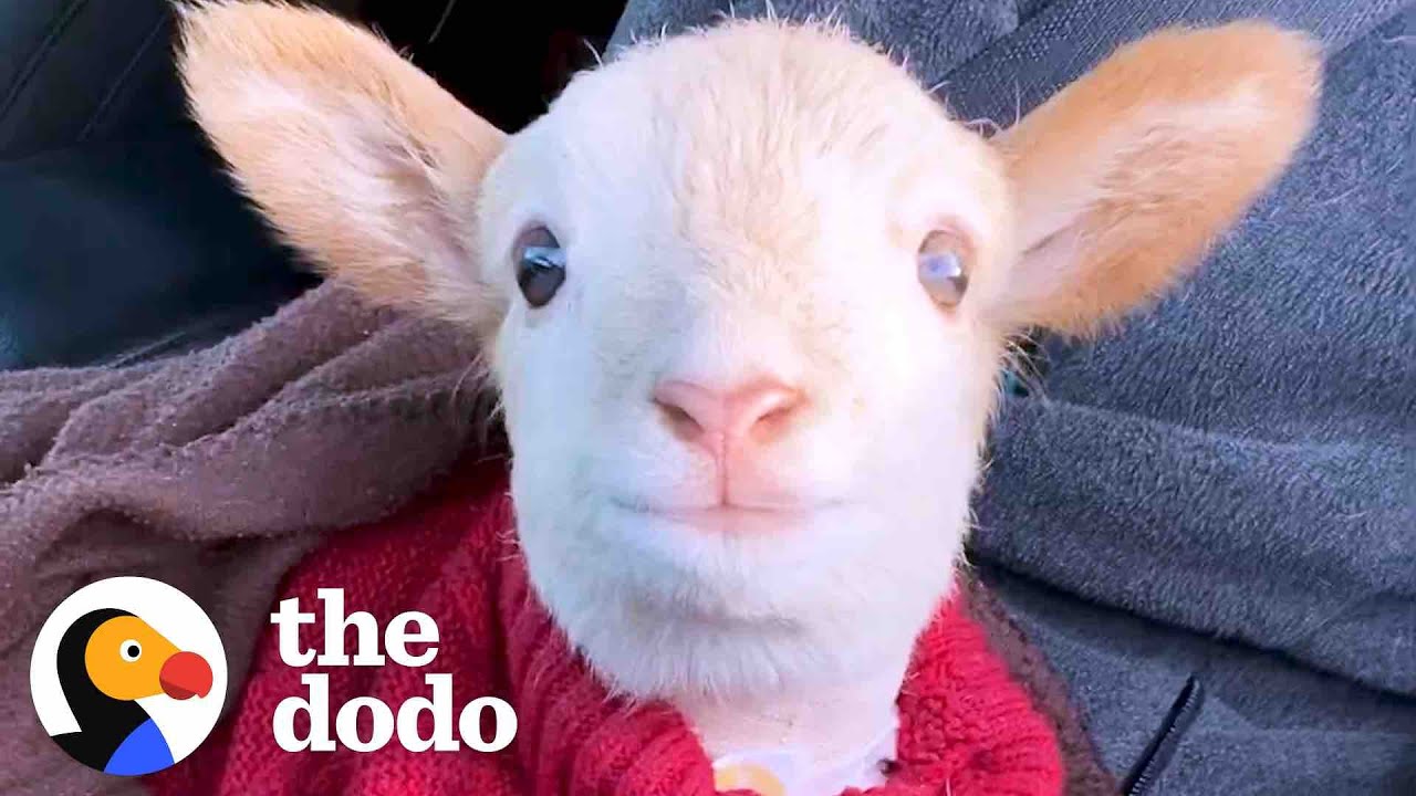 Lamb Is Obsessed With His Mom’s Coworker | The Dodo Little But Fierce