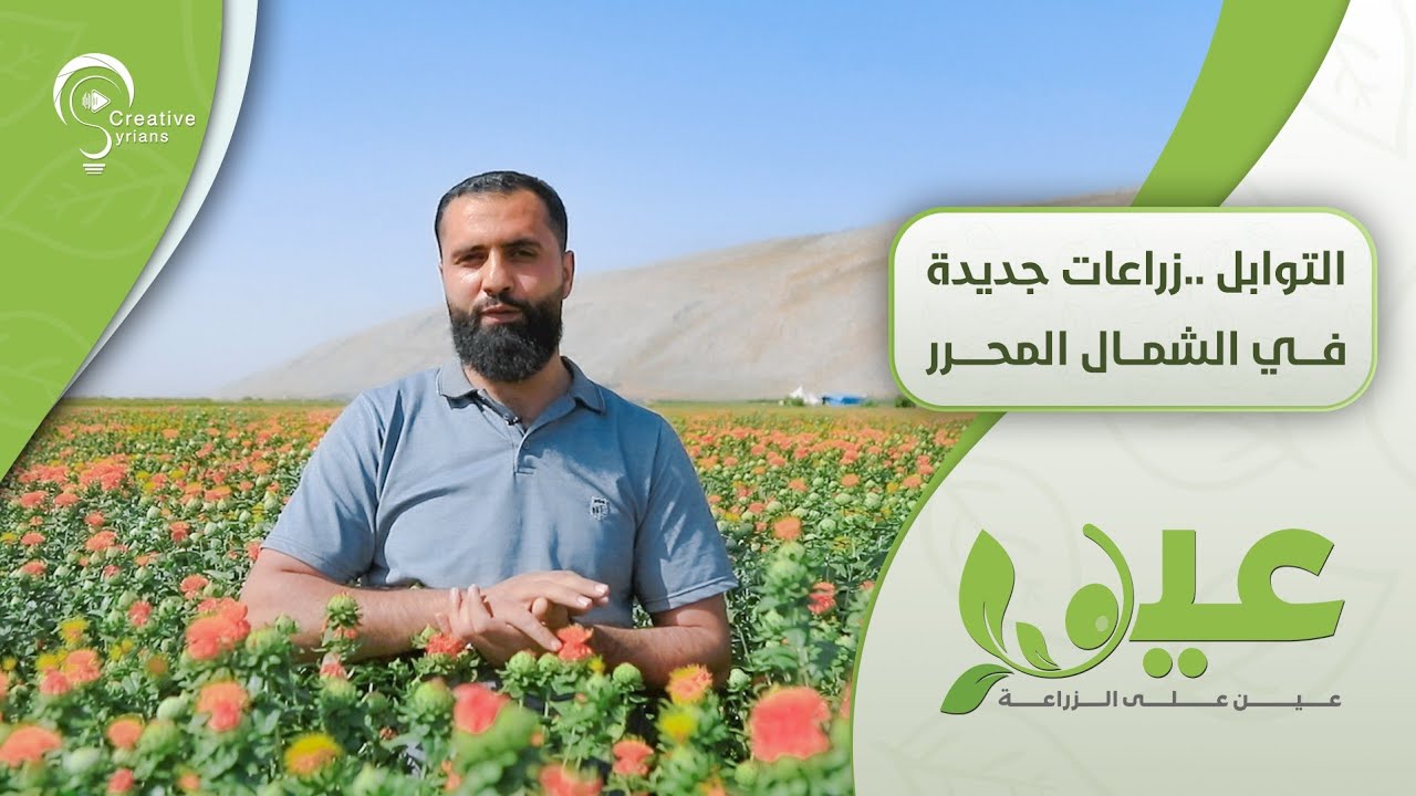 التوابل.. زراعات جديدة في الشمال المحرر