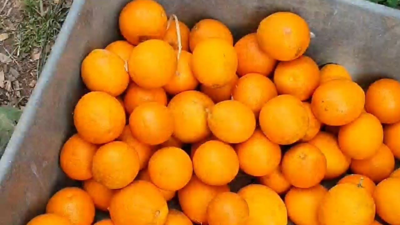 HUGE Backyard Citrus Harvest • GG The Garden Girl 
