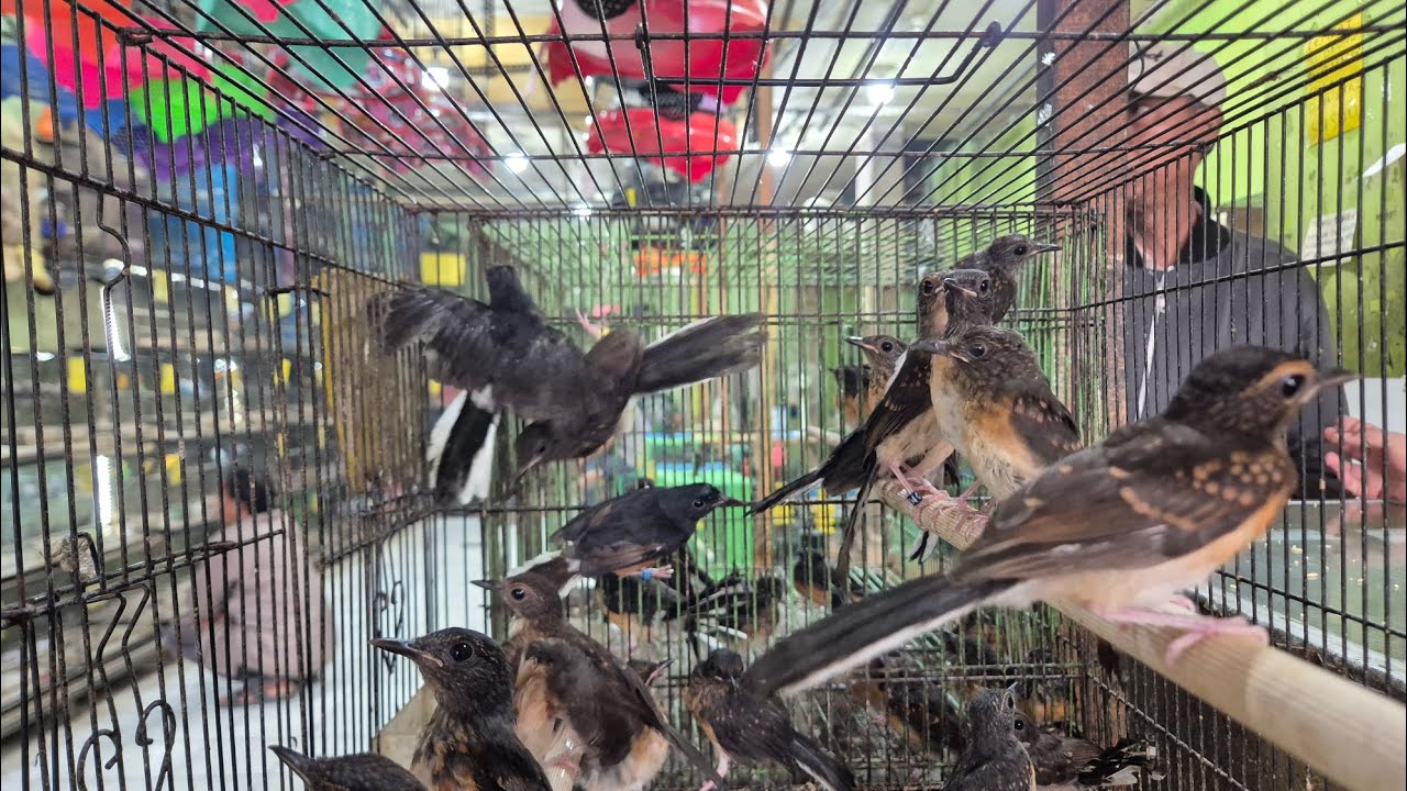 Datang Murai Medan TrotoL Pastol 170k Saja, Juga Trima Setor Burung Ternakan 089628101130