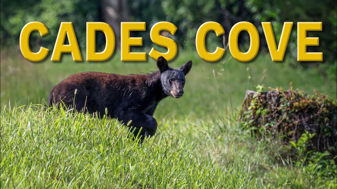 Cades Cove Wildlife and Rich Mountain Road