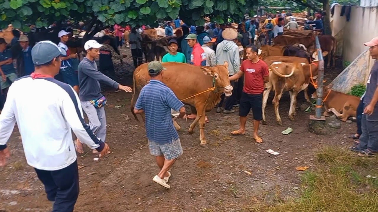 RAMAI NI GAYS BEREBUT SAPI DIPASAR‼️🔥🔥🔥