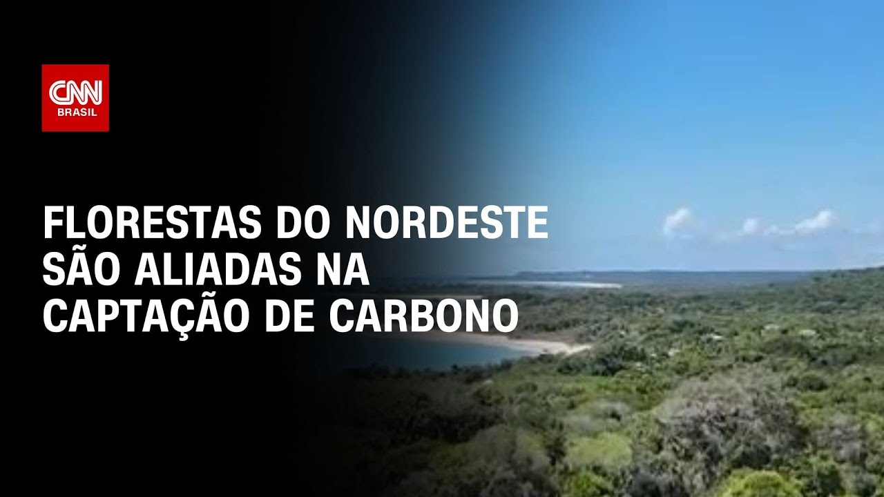 Florestas no Nordeste são aliadas na captação de carbono | LIVE CNN
