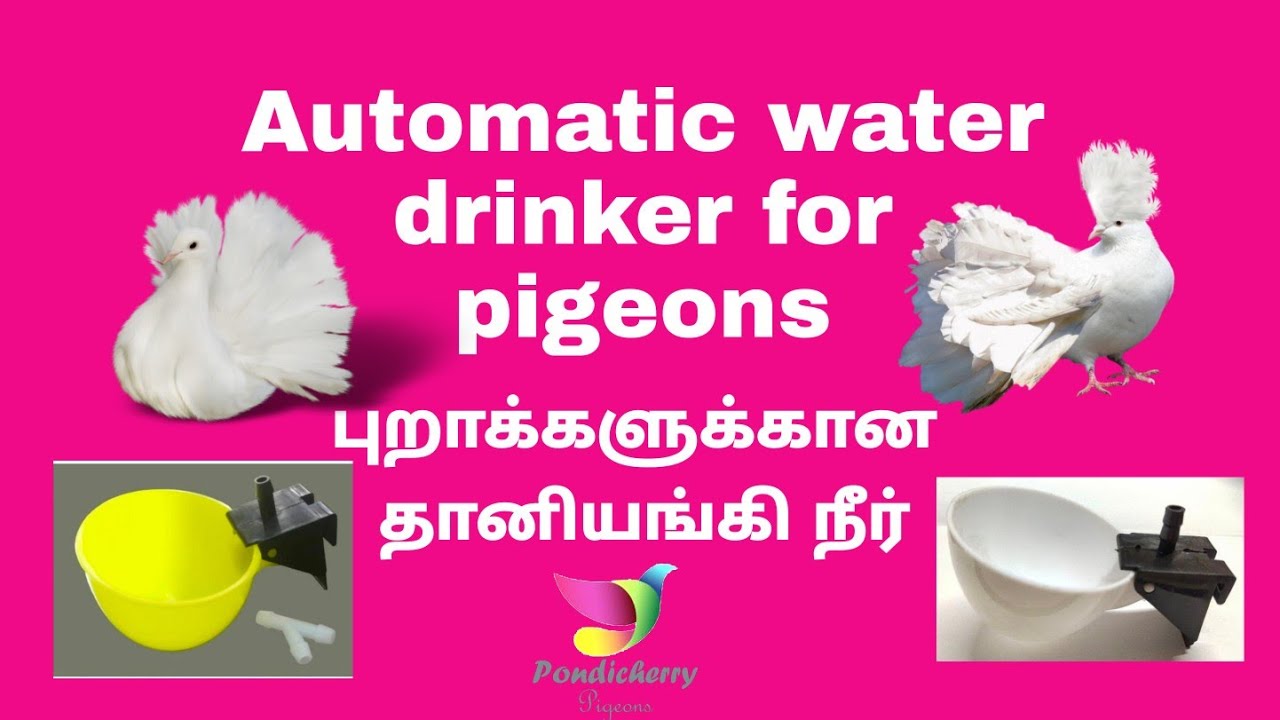 Automatic water drinker for pigeons.
புறாக்களுக்கான தானியங்கி நீர் Tamil