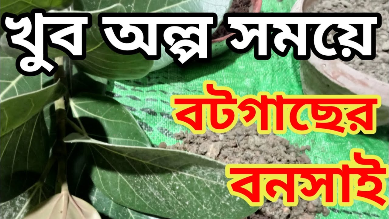 বট গাছের বনসাই করার পদ্ধতি, খুব অল্প সময়ে
