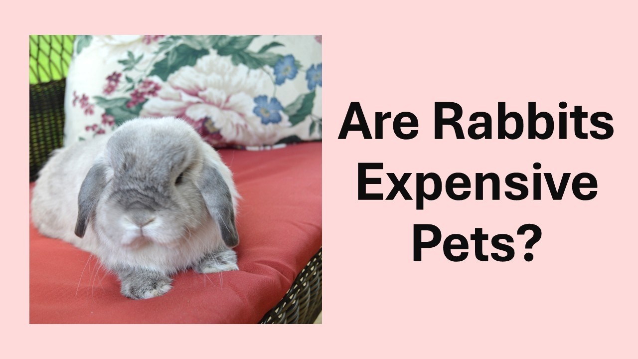 The Real Costs of Rabbits - What You Need to Know