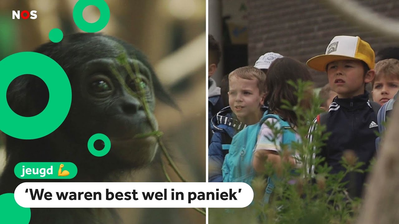 Kinderen moeten dierentuin uit vanwege ontsnapte aap