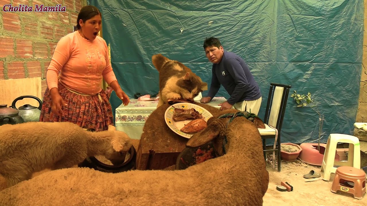 primera vez que me pasa esta desgrac1a con mis mascotas-cholita mamila