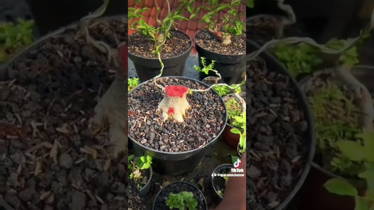 Anting Puteri Sebelum dan saat ini