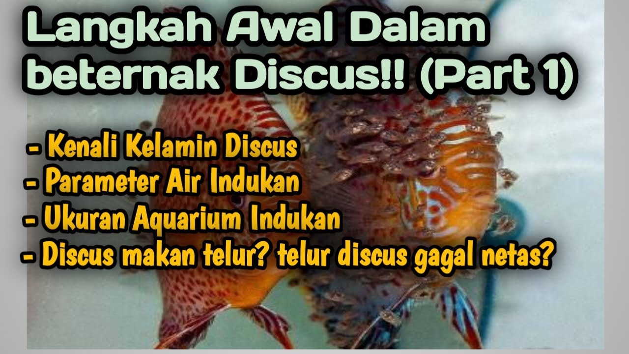 Cara Beternak Discus Dari Proses Perkawinan Sampai Gendong Burayak (Part 1)