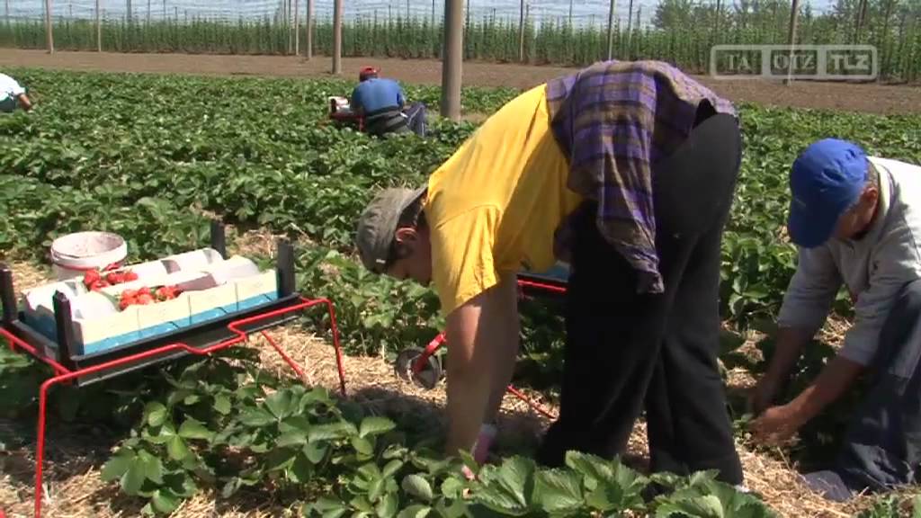 Lecker: Erdbeeren-Ernte in Thüringen in vollem Gange