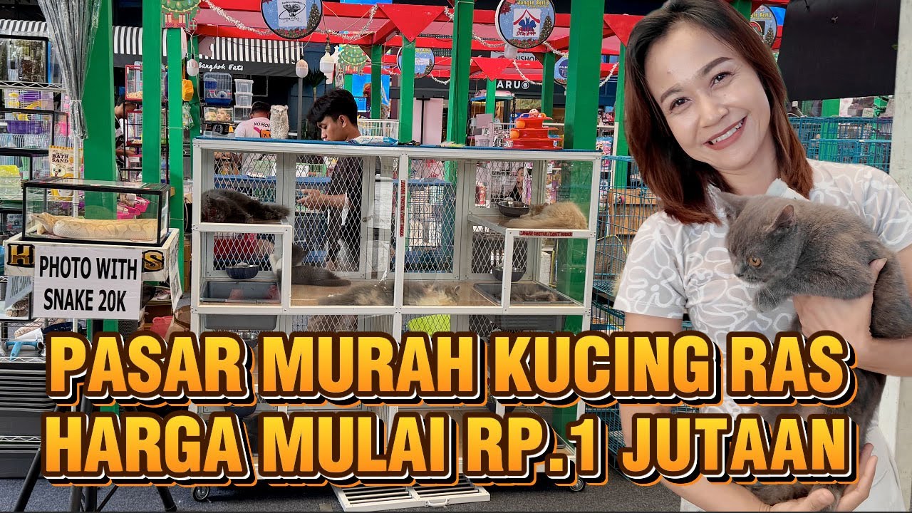 Grebek Pasar Murah Kucing Ras Harga Rp.1 Jutaan Di Aeon Mall BSD City