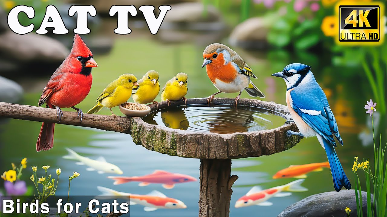 Cat TV for Cats to Watch 📺 Relaxing Birds Video－Nature Fun For Cats Calm & Reduce Stress When Alone