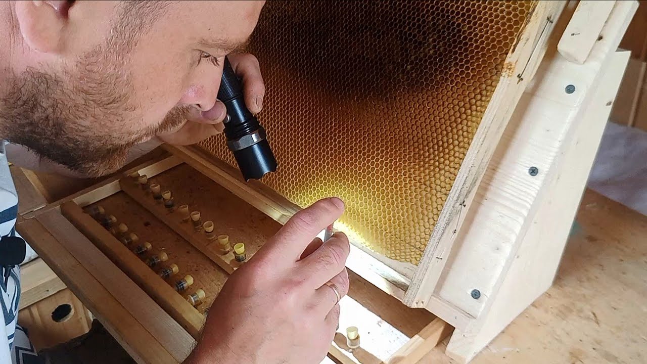 Вивід бджоломаток. Прививка личинок (13.05.21)🐝👍