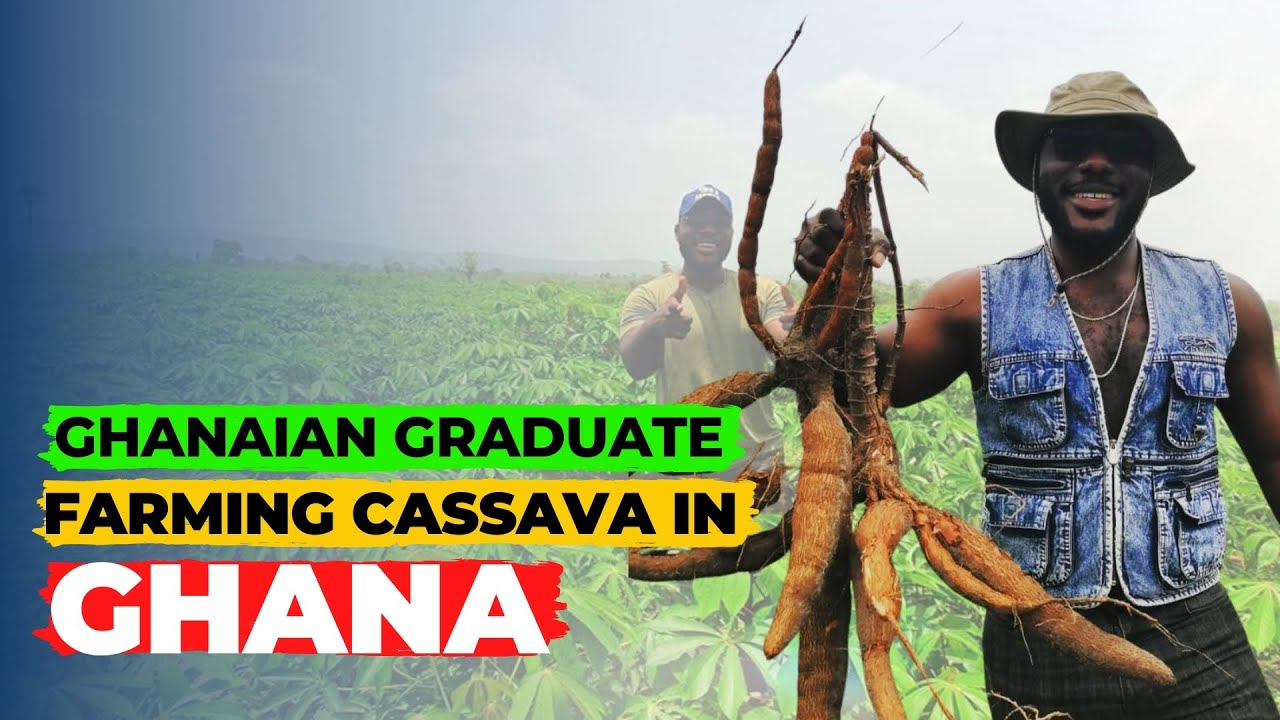 Why a Ghanaian graduate from Accra is doing 'CASSAVA' farming | agric | agriculture