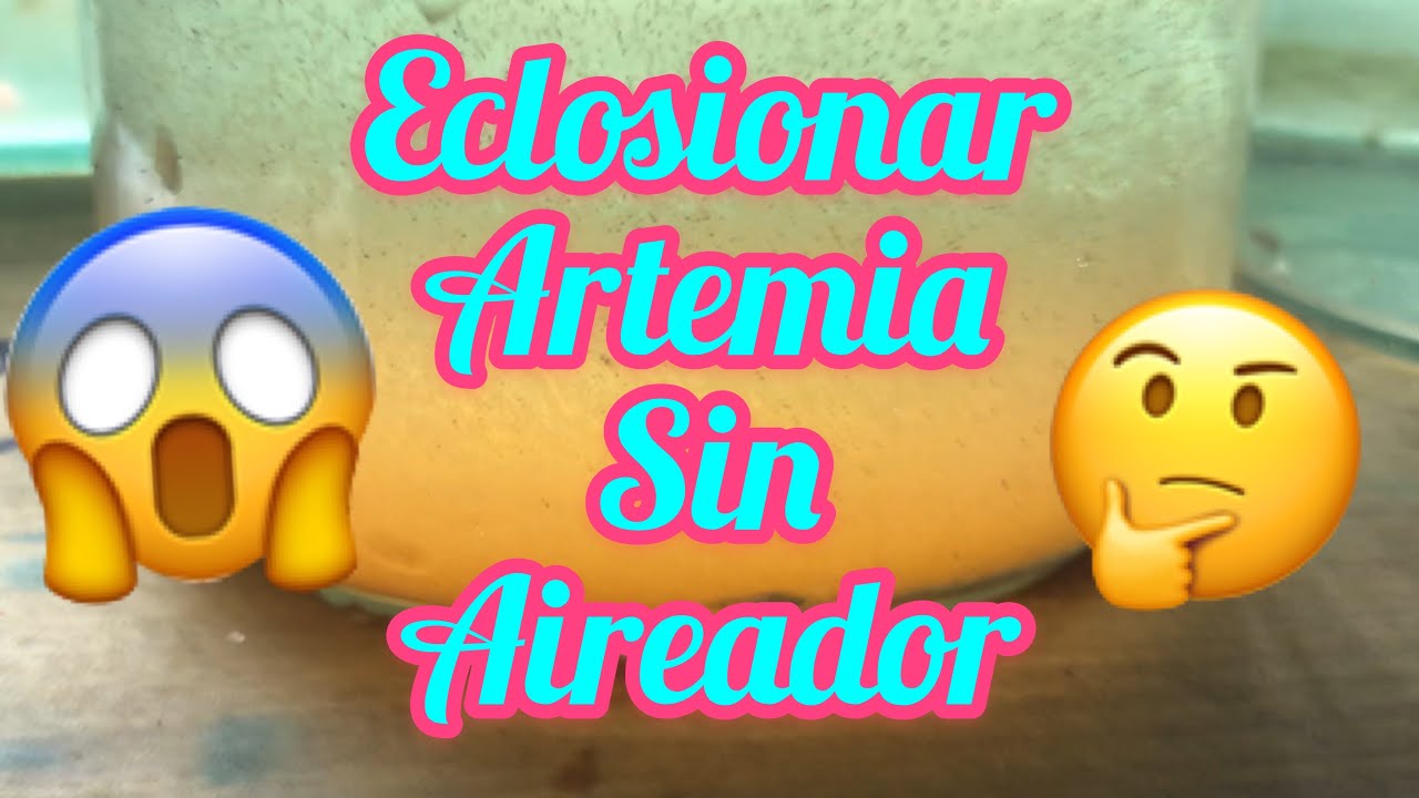 Eclosionar Artemia Solo AGUA Y SAL