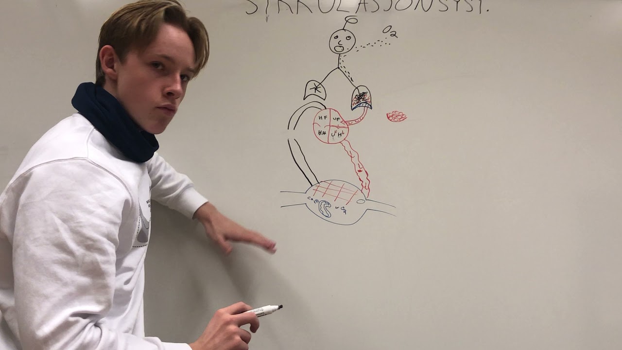 Sirkulasjonssystemet